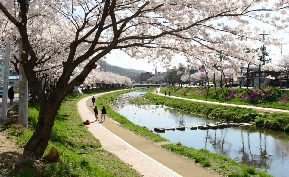 홍성천 벚꽃길 자료사진. 홍성군 제공